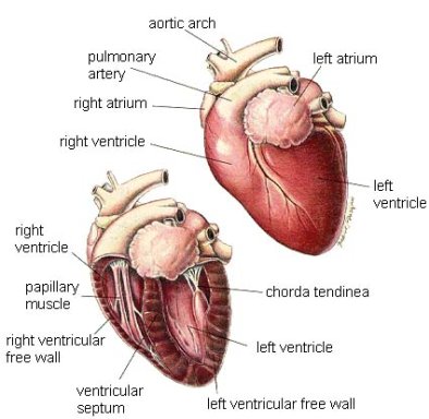 FormInfo1